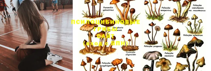 Псилоцибиновые грибы Magic Shrooms  сколько стоит  Суоярви 